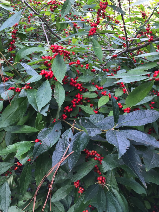 Ilex verticillata (winterberry) leaves and fruit