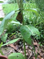 The just-emerged Monarch butterfly rests and lets it’s wings stretch. Photo © Alyssa Ford Morel