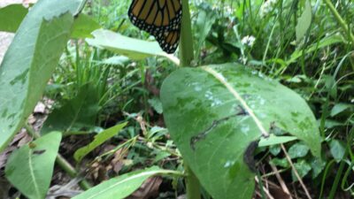 The just-emerged Monarch butterfly rests and lets it’s wings stretch. Photo © Alyssa Ford Morel