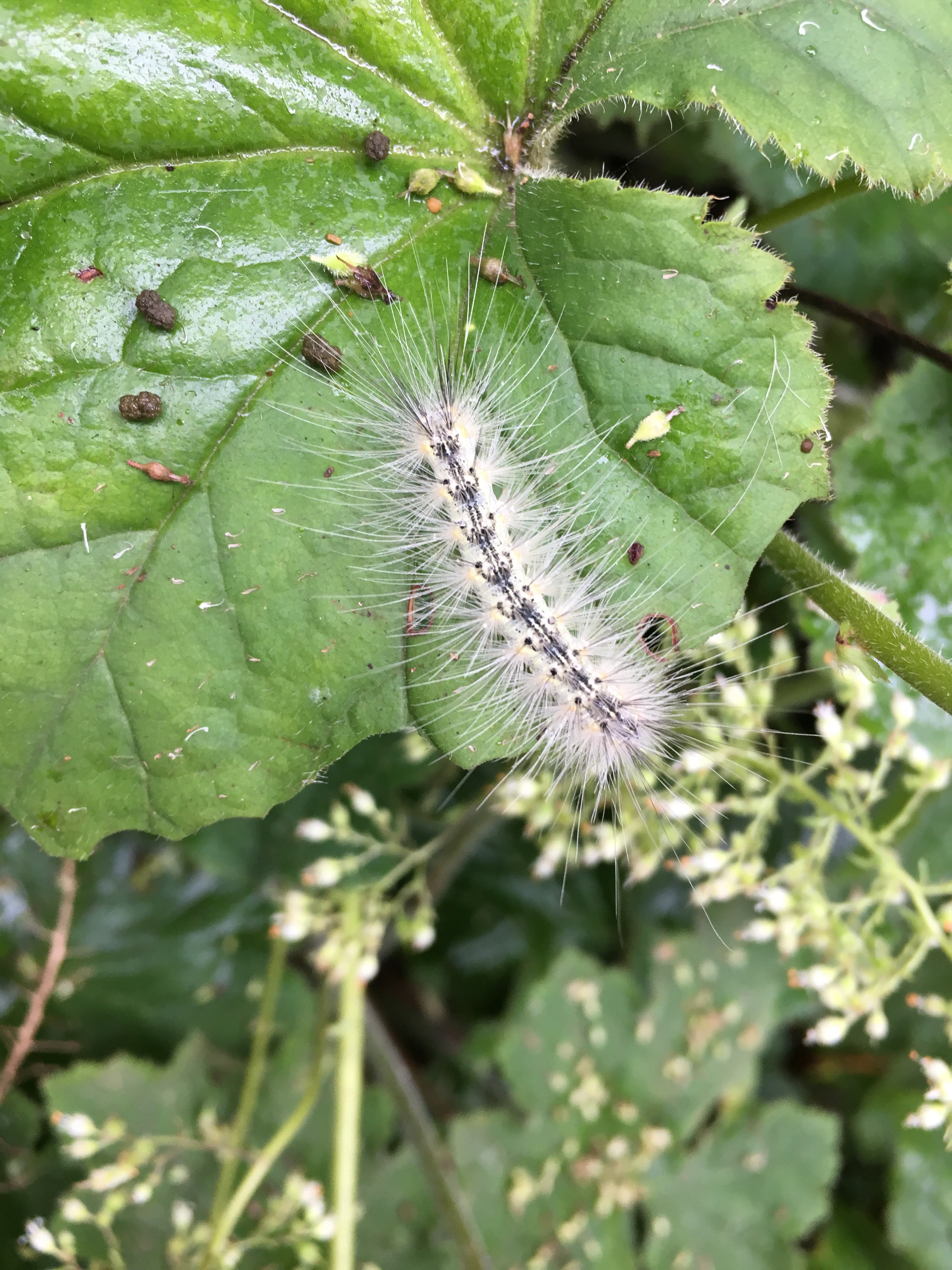 A fall webworm (Hyphantria cunea) dining alone on a Heuchera americana, alumroot, in the Glencarlyn Library Garden with frass droppings left behind. Photo © Alyssa Ford Morel