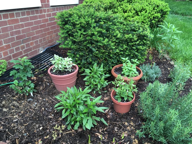Rosemary, sage, thyme, tarragon and mint in containers.