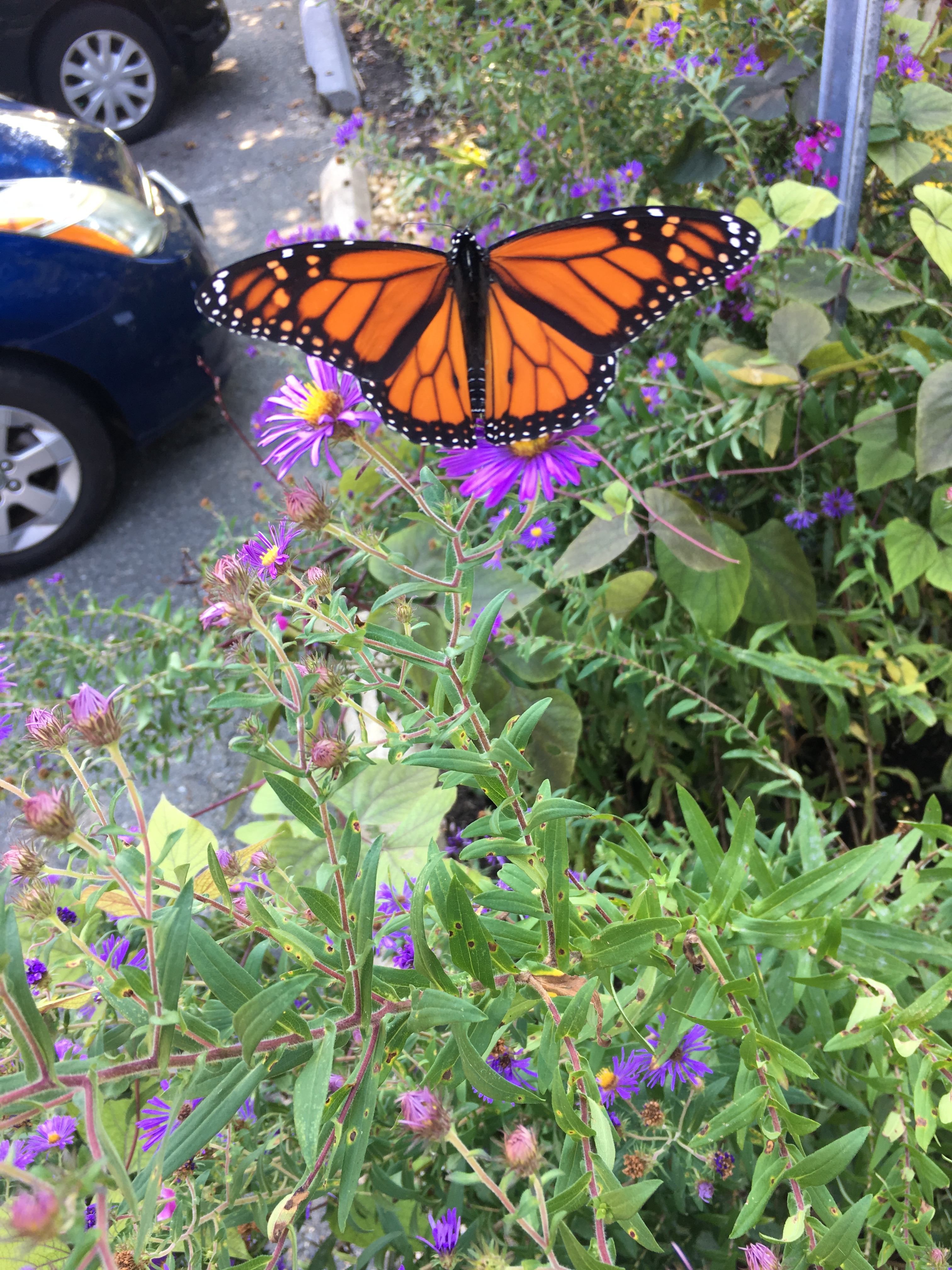 A male Monarch butterfly nectaring on a Symphyotrichum novae-angliae, New England aster, at the Glencarlyn Library Garden. Photo © Alyssa Ford Morel