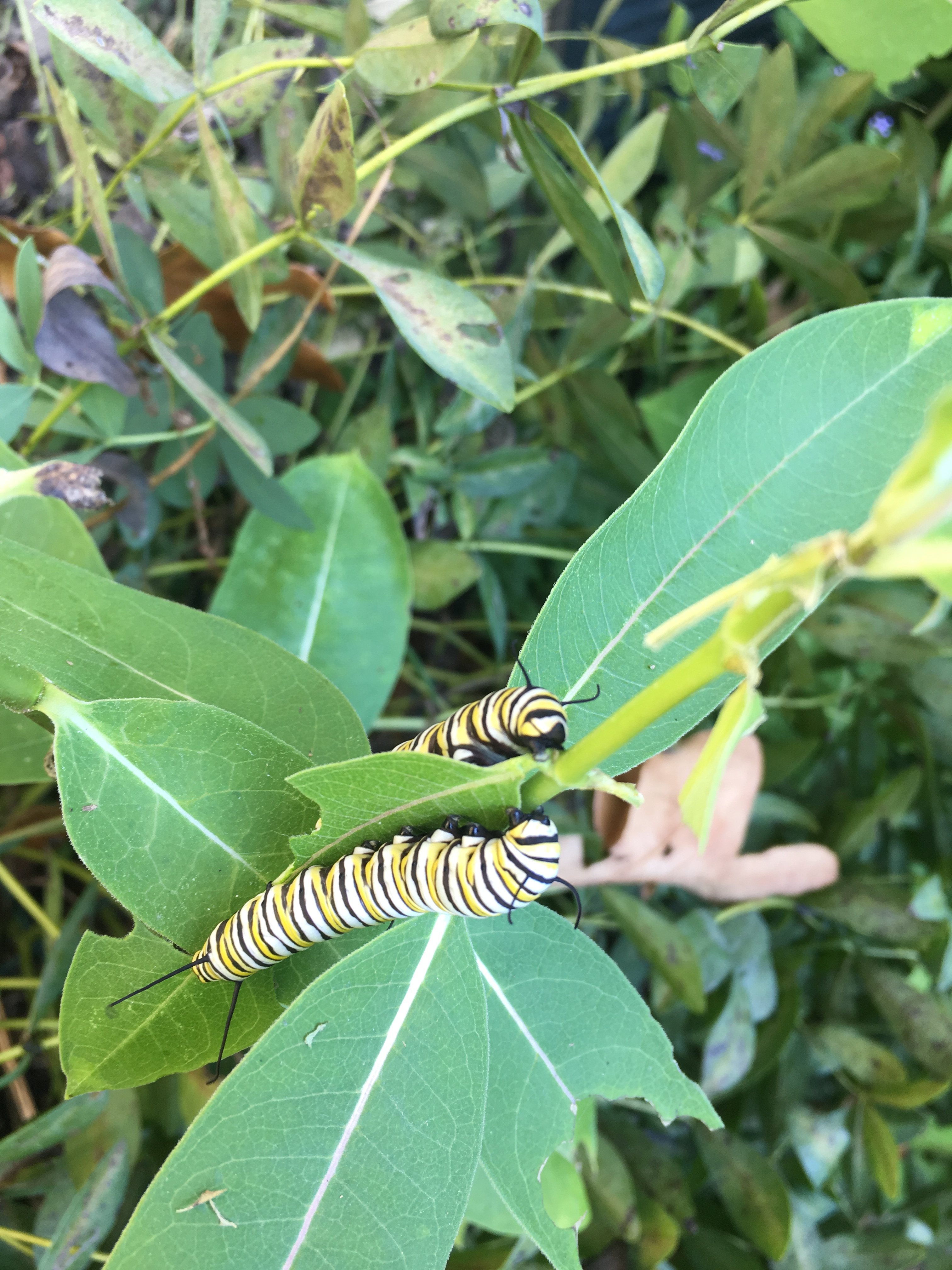Monarch caterpillars dining together on a tasty Asclepias syriaca Photo © Alyssa Ford Morel