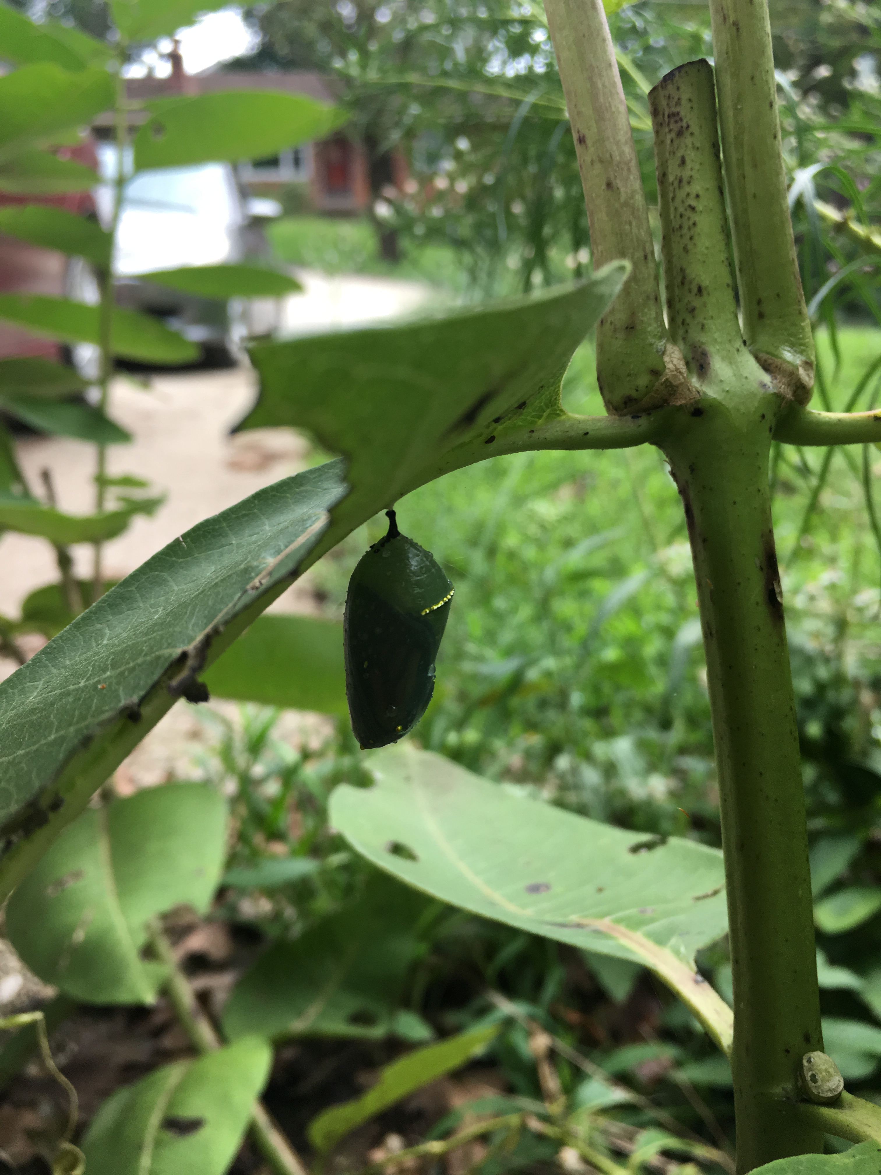 A Monarch butterfly chrysalis on an Asclepius syriaca, common milkweed plant in the author’s front yard. Photo © Alyssa Ford Morel