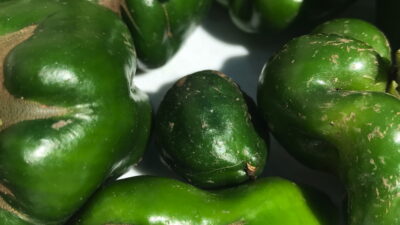 Late season sweet peppers damaged by pests and disease removed from OVG in September 2018. Photo © 2018 Judy Salveson
