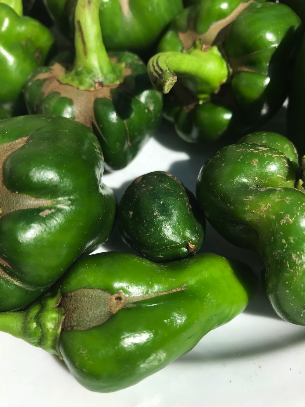 Late season sweet peppers damaged by pests and disease removed from OVG in September 2018. Photo © 2018 Judy Salveson