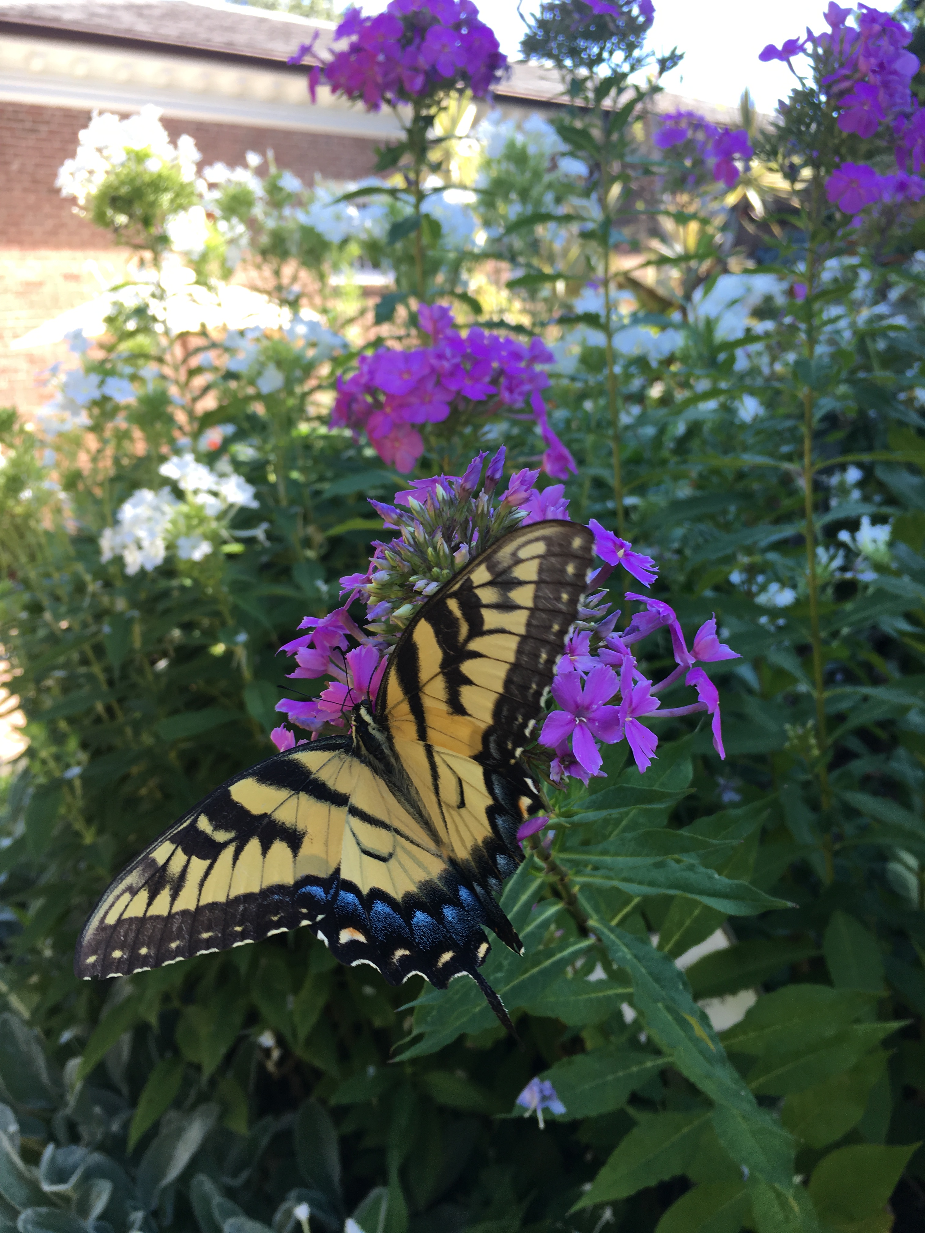 The Virginia state insect, the Swallowtail butterfly, nectaring on Phlox paniculata, garden phlox, at the Glencarlyn Library Garden. Photo © Alyssa Ford Morel