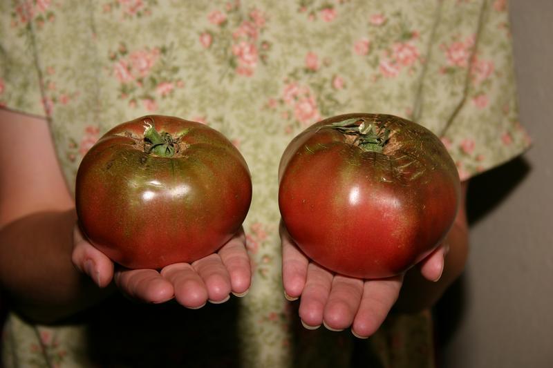 Solanum lycopersicum - Craig LeHoullier named this heirloom tomato Cherokee Purple.