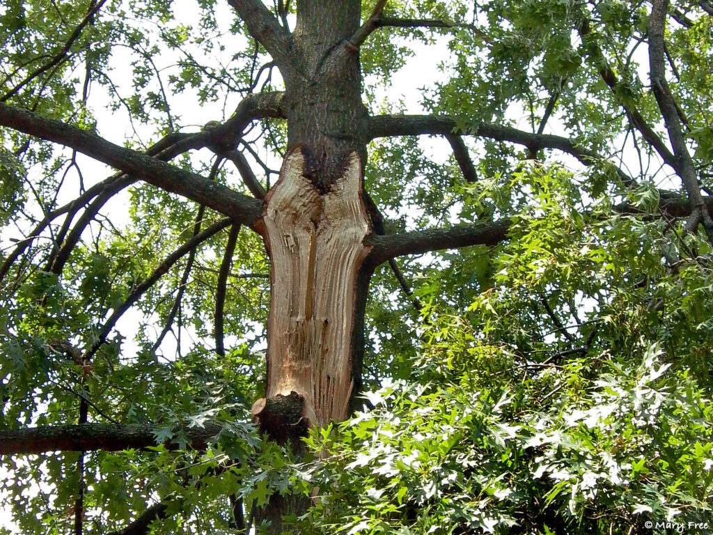 Red oak damaged by microburst on August 5, 2010. © 2019 Mary Free
