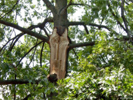 Red oak damaged by microburst on August 5, 2010. © 2019 Mary Free