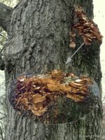 During limb removal, the pruning cut was made too close to the trunk of this (circa) 70-year-old Quercus hemisphaerica (Darlington oak), damaging the branch collar and preventing the wound from sealing. That left it vulnerable to what appear to be maze bracket mushrooms, which have spread onto the trunk. © 2019 Mary Free