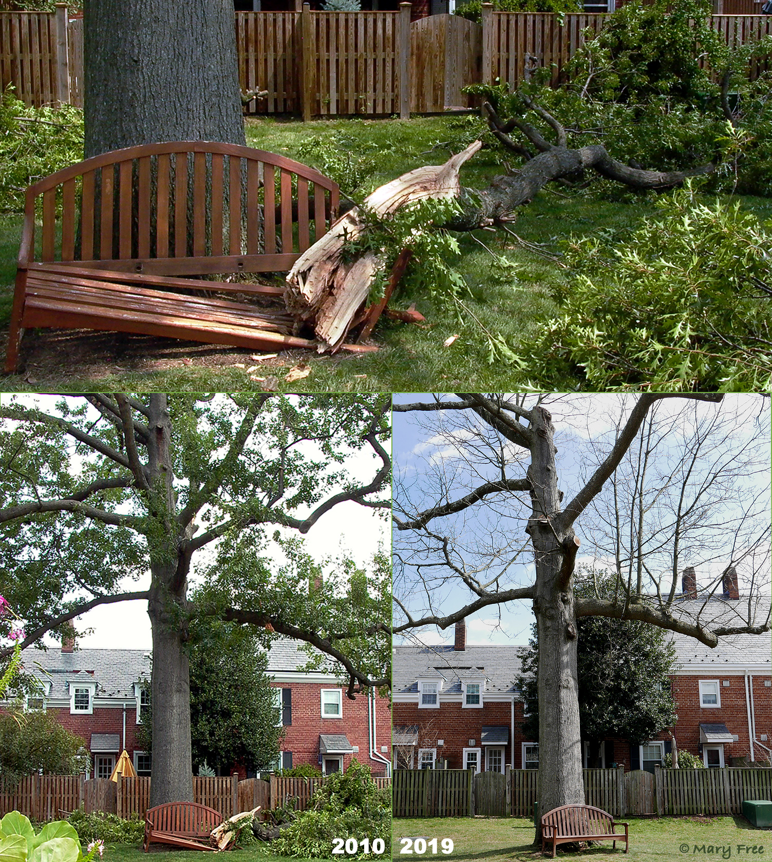 Even with the aid of professional arborists, some trees, like this oak, never recover from traumatic injury. Regular care and maintenance pruning could not reverse the gradual decline of this once thriving tree. Having lost more than a third of its main limbs, including the leader, and with the appearance of fungi indicating internal decay, it is scheduled for removal and replacement this spring. © 2019 Mary Free