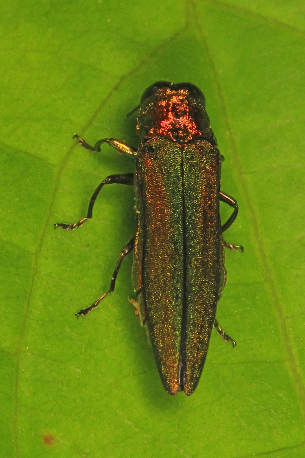 Agrilus planipennis, (Emerald ash borer) Occoquan Regional Park, Lorton, Virginia. Photo © 2016 Judy Gallagher