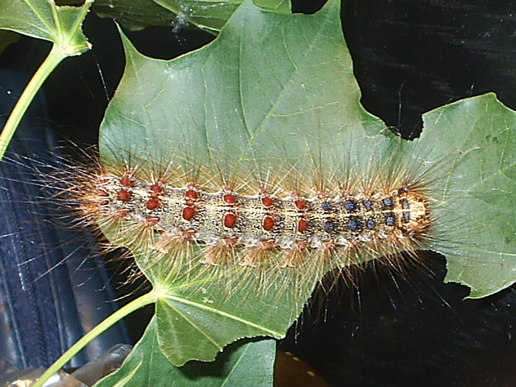 Lymantria dispar (Gypsy moth) caterpillar. Photo © 2004 Tonio H.