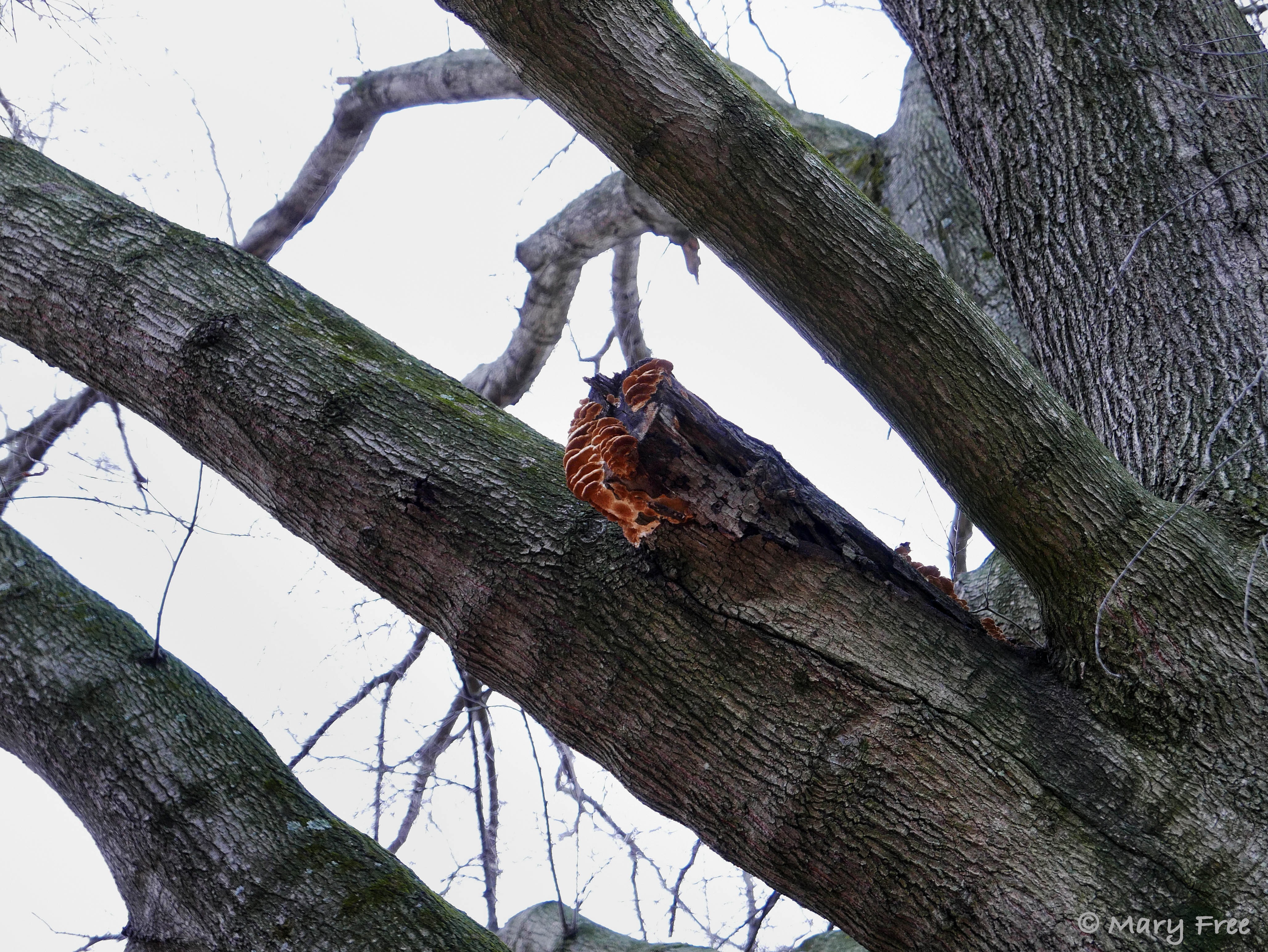 In this case, the branch stub left after pruning this Quercus phellos (willow oak) is too long, preventing the healing process and providing entry for the fungi pictured. Also there appears to be a fracture from the branch attachment into the trunk, which may have been the reason for the pruning, or a result of improper pruning. © 2019 Mary Free