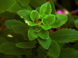 Small syrphid flies are also effective pollinators. Photo © Mary Free