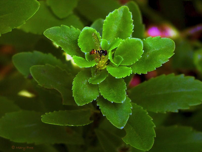 Small syrphid flies are also effective pollinators. Photo © Mary Free