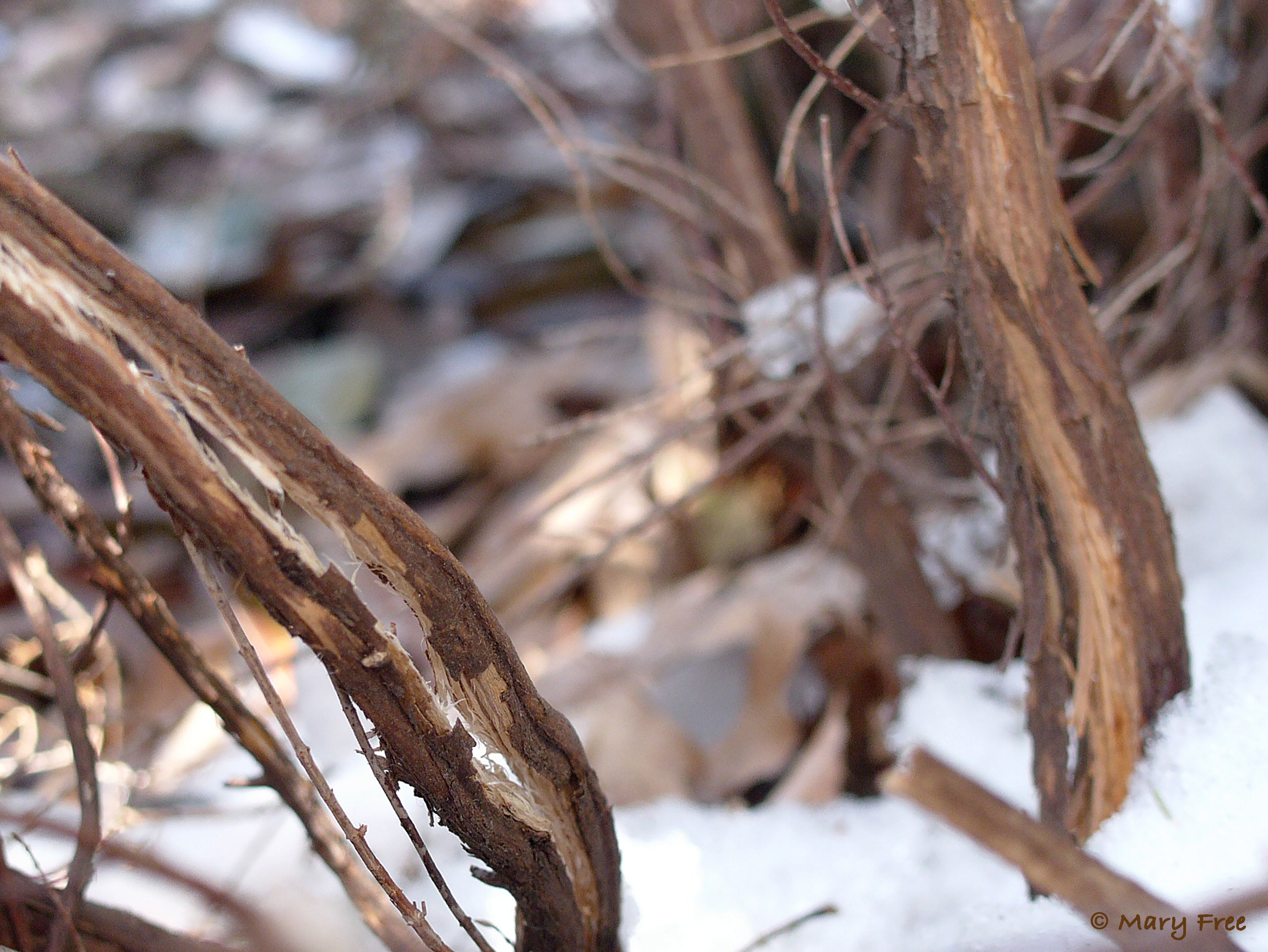 In the mid-Atlantic region, the winter of 2013–2014 was brutal for many woody plants, and bark split was common, especially on shrubs that were marginally winter-hardy, like the heath pictured above. © 2019 Mary Free