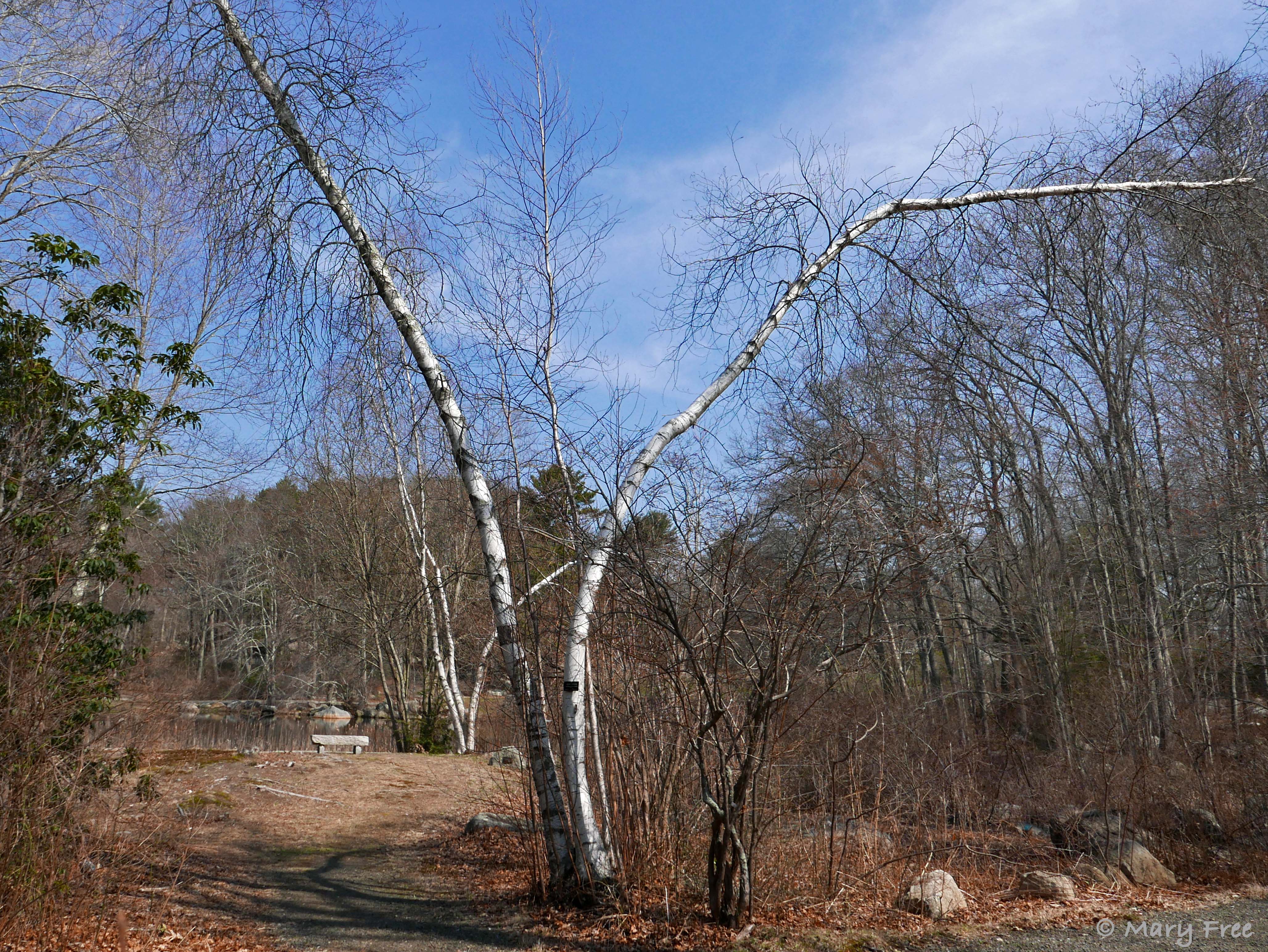 The white bark of Betula populifolia (gray birch) provides a natural sunscreen to reflect the sun’s rays, protecting it from sunscald. © 2019 Mary Free