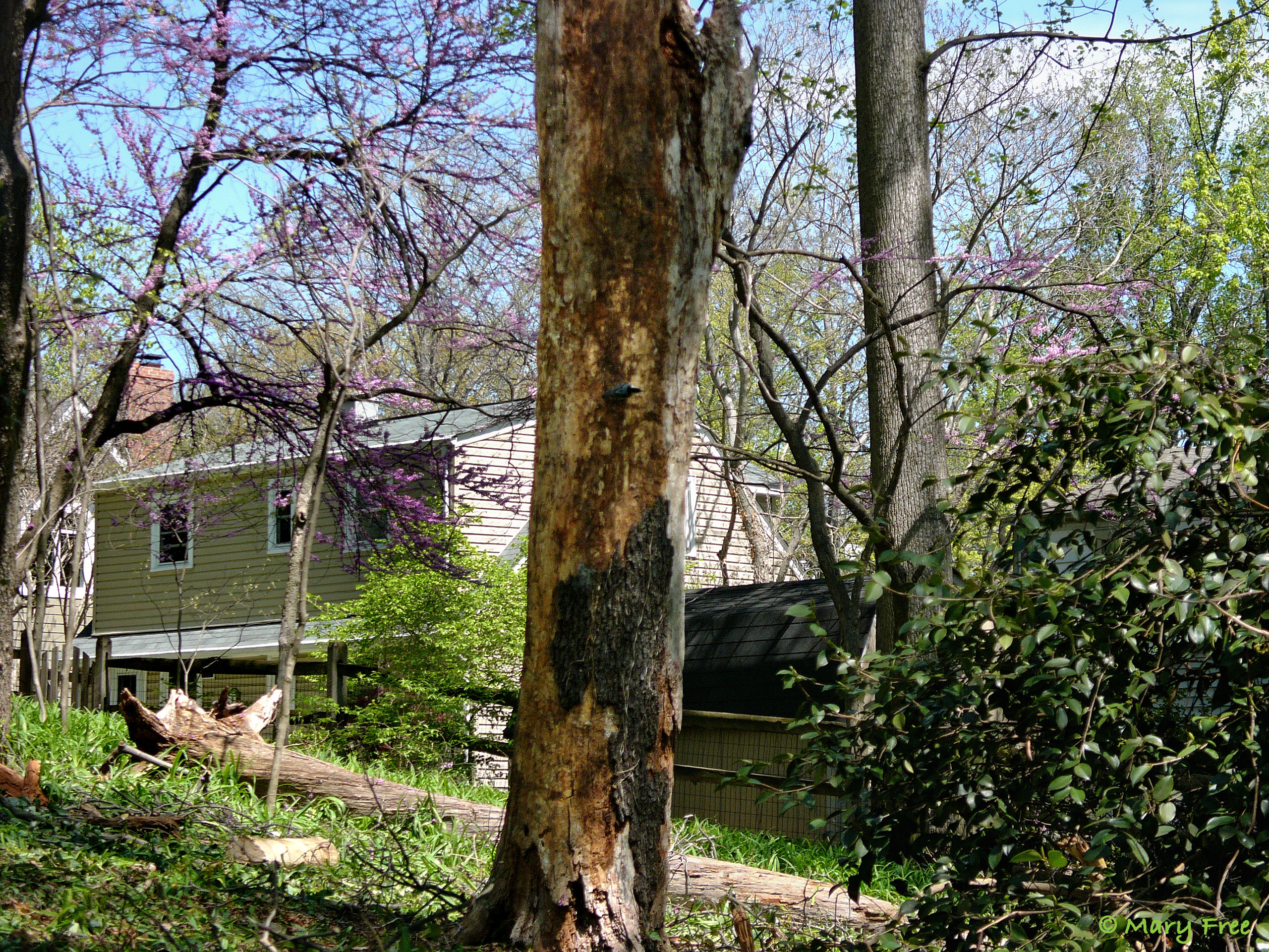 This tree recently experienced a lightning strike, as evidenced by the charring, loose bark, and felled limb nearby. © 2019 Mary Free