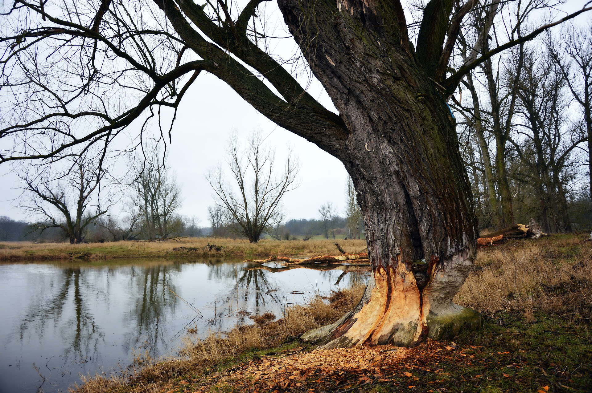 This tree will not survive the damage obviously inflicted by beavers. Photo by Peggychoucair, Pixabay