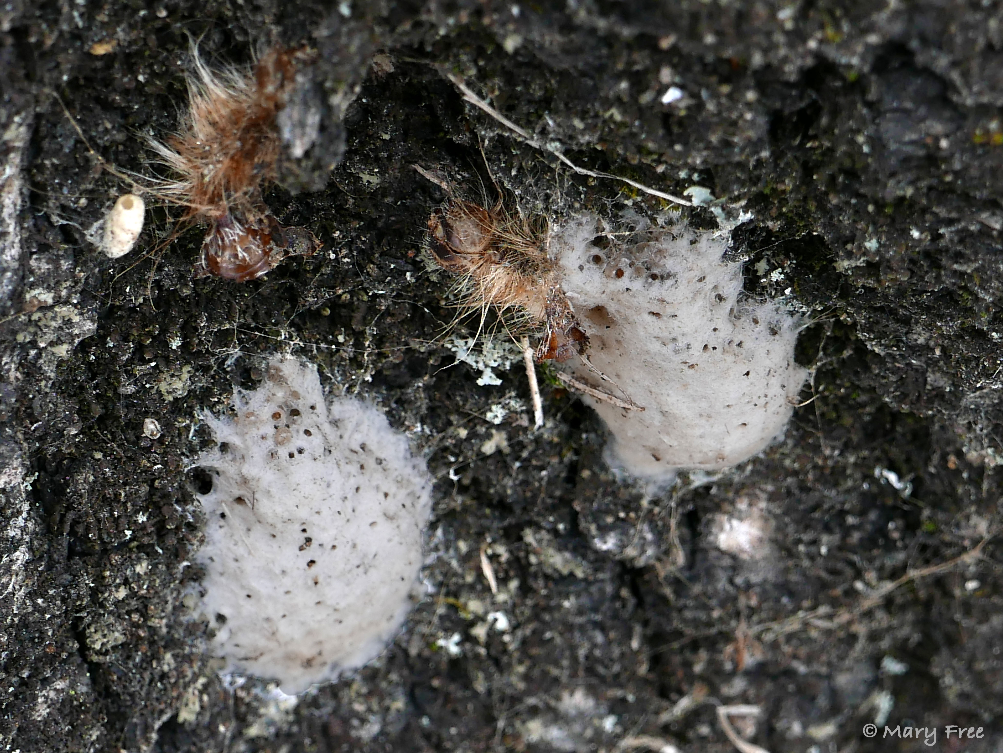 Buff-colored egg masses were laid on this maple tree in southeastern Connecticut in the summer of 2016. The spring of 2017 saw a large outbreak of gypsy moths in this area. Parts of desiccated caterpillars lay near the masses, which have since turned white. © 2019 Mary Free