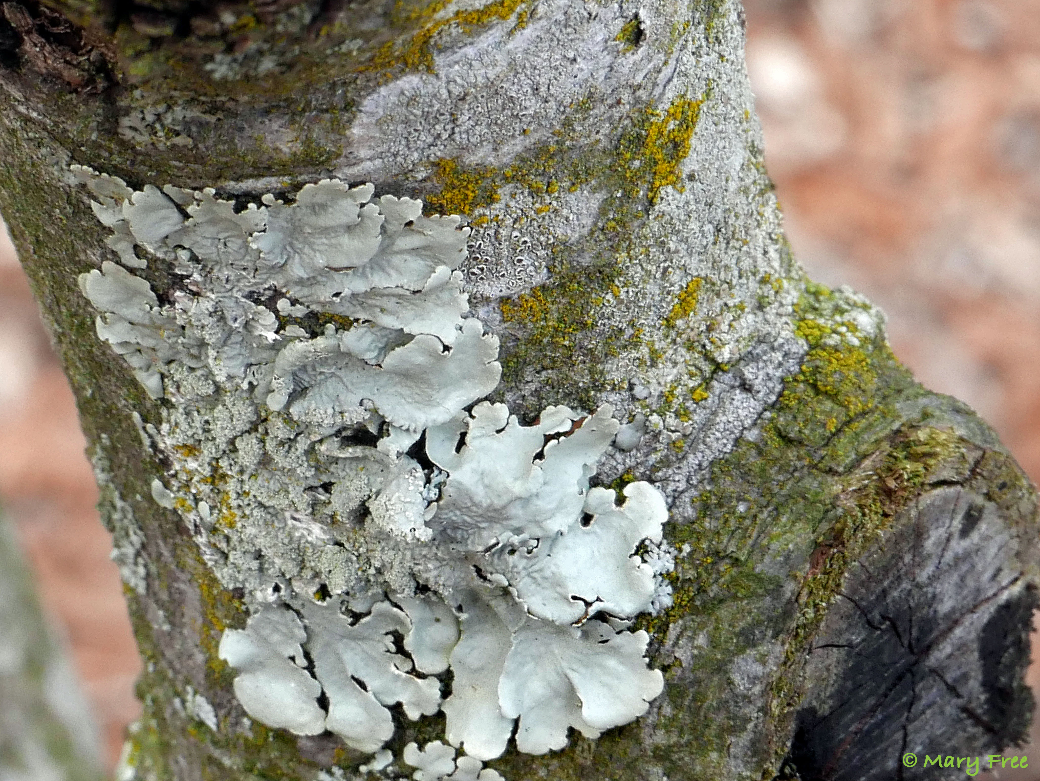 Lichens do not obtain their nutrients from trees and are not the cause of the decline of this Amelanchier arborea in the Sunny Garden. In this case, they are opportunists and symptomatic of the tree’s unhealthy state. © 2019 Mary Free