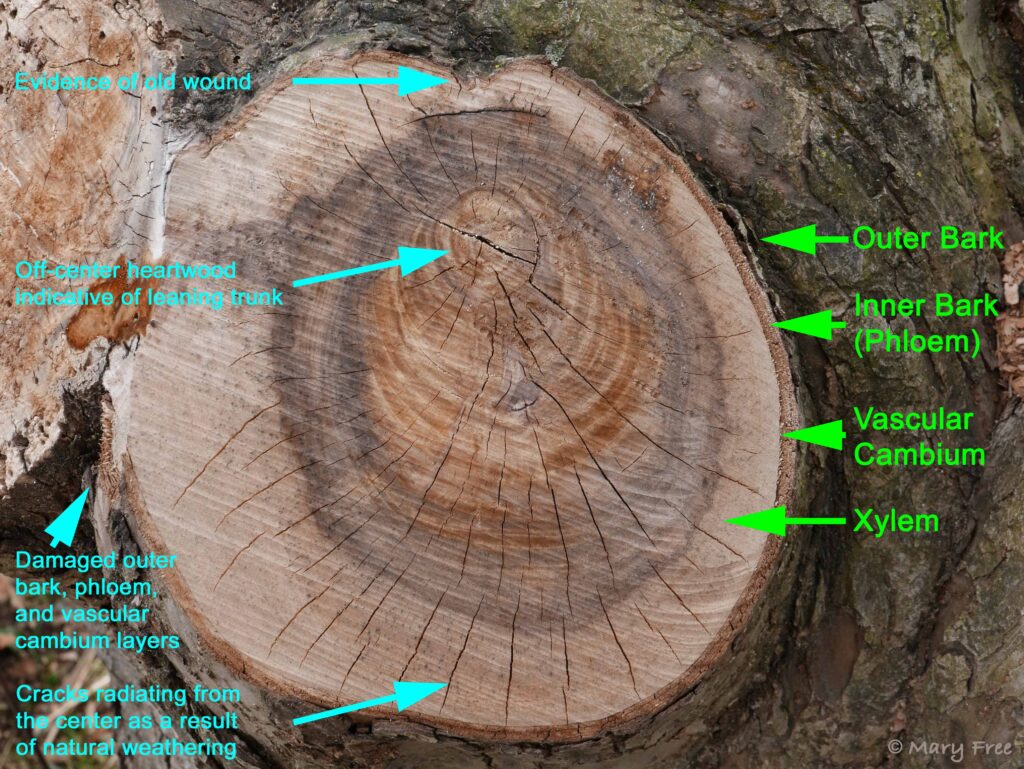 The inner layers of a tree reveal its life history, and the color and width of tree rings provide a glimpse