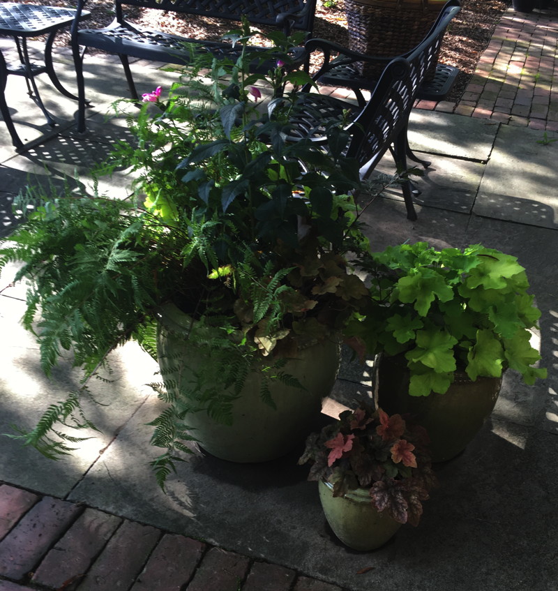 These containers display a variety of interesting foliage textures and colors of ferns and alumroots. Photo © Alyssa Ford Morel