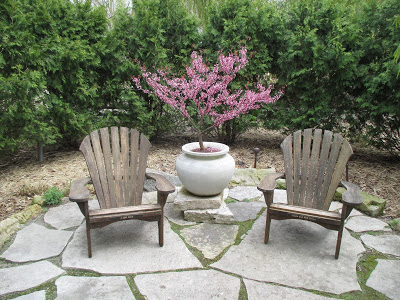 The ‘Little Woody’ cultivar of Cercis canadensis can be used in a large stand-alone container. Yucca filamentosa is an example of a dramatic plant for a solo pot. Photo © Mary Dwyer