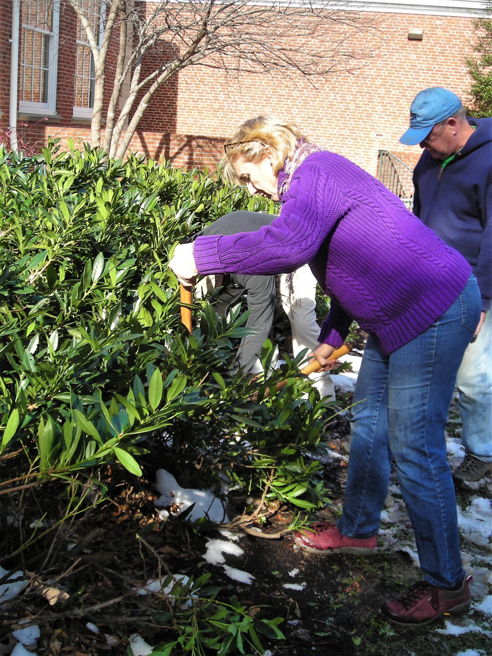 Extension Agent Kirsten Conrad demonstrates pruning a Prunus laurocerasus 'Otto Luykens' (common cherry laurel) hedge during a pruning practicum at the Fairlington Community Center. Photo © 2019 Christa Watters