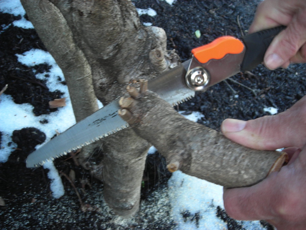 The third and final cut is the collar cut -- slanting cleanly down close to the trunk but outside the branch collar. Photo © 2019 Christa Watters