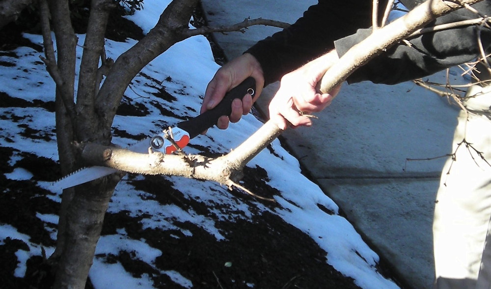 Figure #2, A. This is the first cut, from the bottom, about a quarter to a third deep, in the three-cut technique of branch removal.
Photo © 2019 Christa Watters