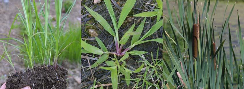 Grass or grass like weeds