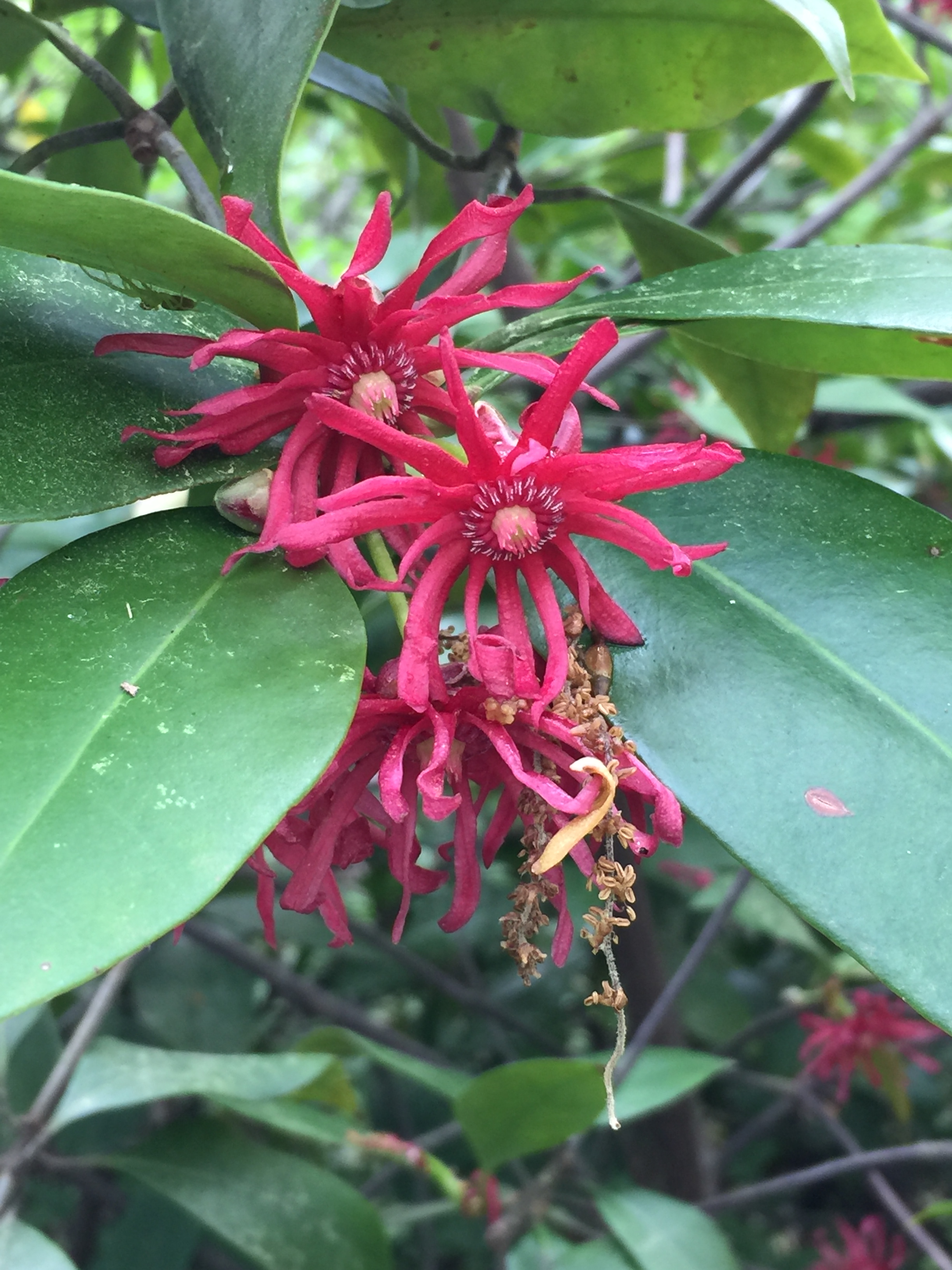 Illicium floridanum (Florida anise tree) flowers in April at the National Arboretum. Photo © 2017 Elaine L. Mills