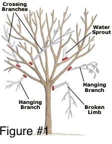 Illustration of tree needing various kinds of pruning