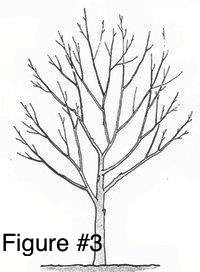 Profile of healthy tree