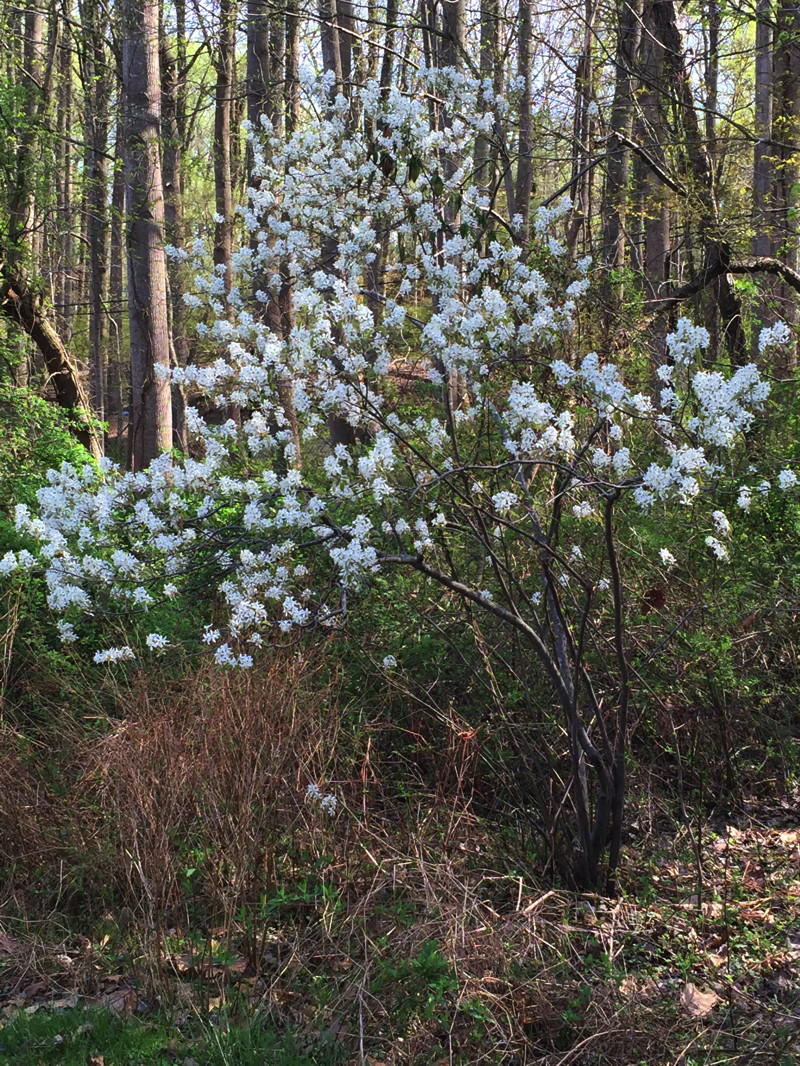 Amelanchier arborea is a small native understory tree that is appropriate for small-space gardens. Photo © Elaine Mills