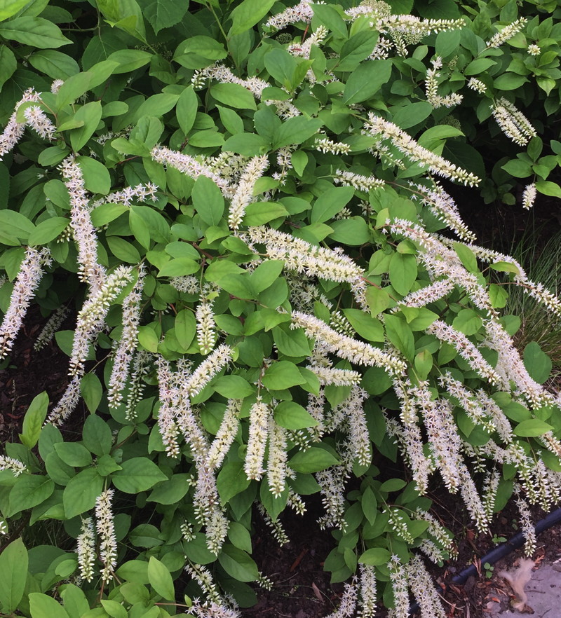 ‘Little Henry’ is the smallest of the cultivars of Itea virginica. Photo © Elaine Mills.