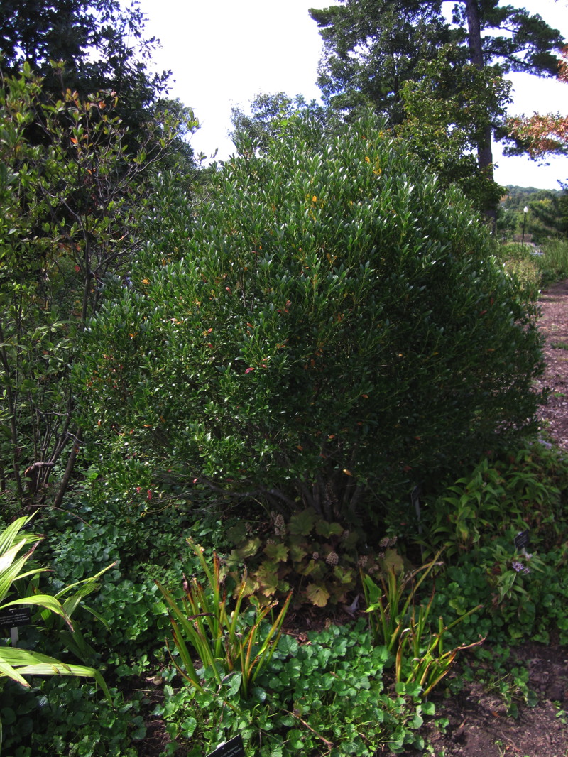 The smaller ‘Shamrock’ cultivar of Ilex glabra is a good evergreen shrub. Photo © Elaine Mills.