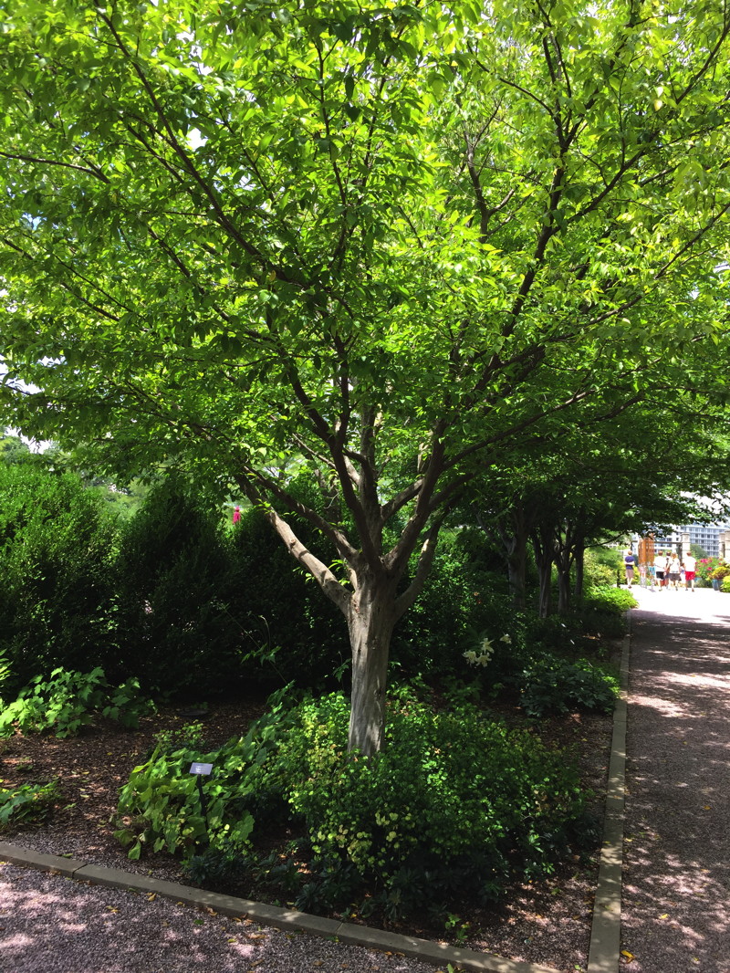 Carpinus caroliniana does well in urban sites. Amelanchier arborea is a small native understory tree that is appropriate for small-space gardens. Photo © Elaine Mills