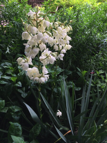 Yucca filamentosa is an example of a dramatic plant for a solo pot. Photo © Elaine Mills.