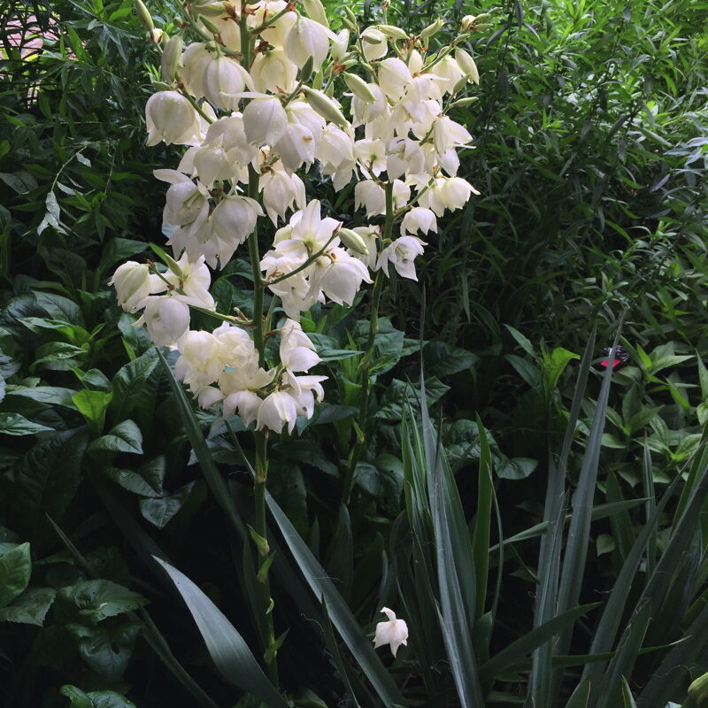 Yucca filamentosa is an example of a dramatic plant for a solo pot. Photo © Elaine Mills.