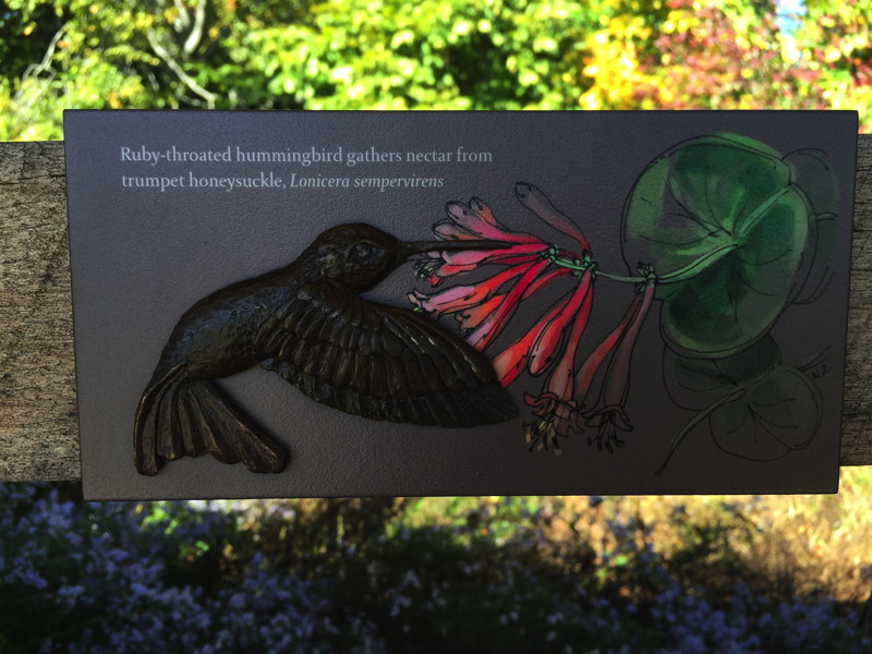 Hummingbirds can also spread pollen as they sip floral nectar. Photo © Elaine Mills.