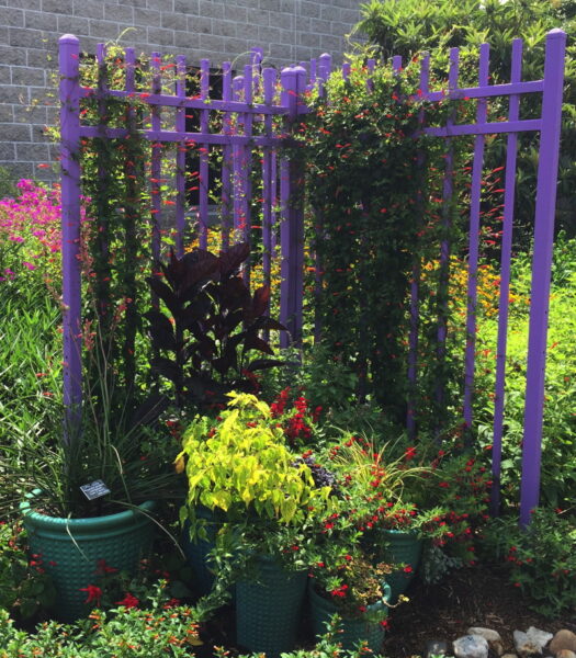 The Norfolk Botanical garden uses a themed grouping of pots in their hummingbird garden. Photo © Elaine Mills.