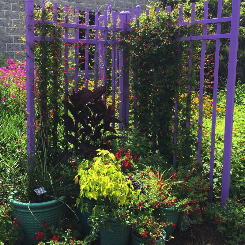 The Norfolk Botanical garden uses a themed grouping of pots in their hummingbird garden. Photo © Elaine Mills.