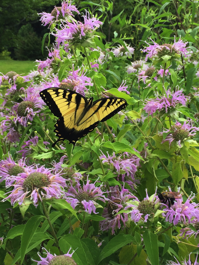 A clump of Monarda fistulosa (Wild Bergamot) verticillasters with pink-lavender bilabiate flowers and lime green leaves visited by a yellow and black eastern tiger swallowtail butterfly