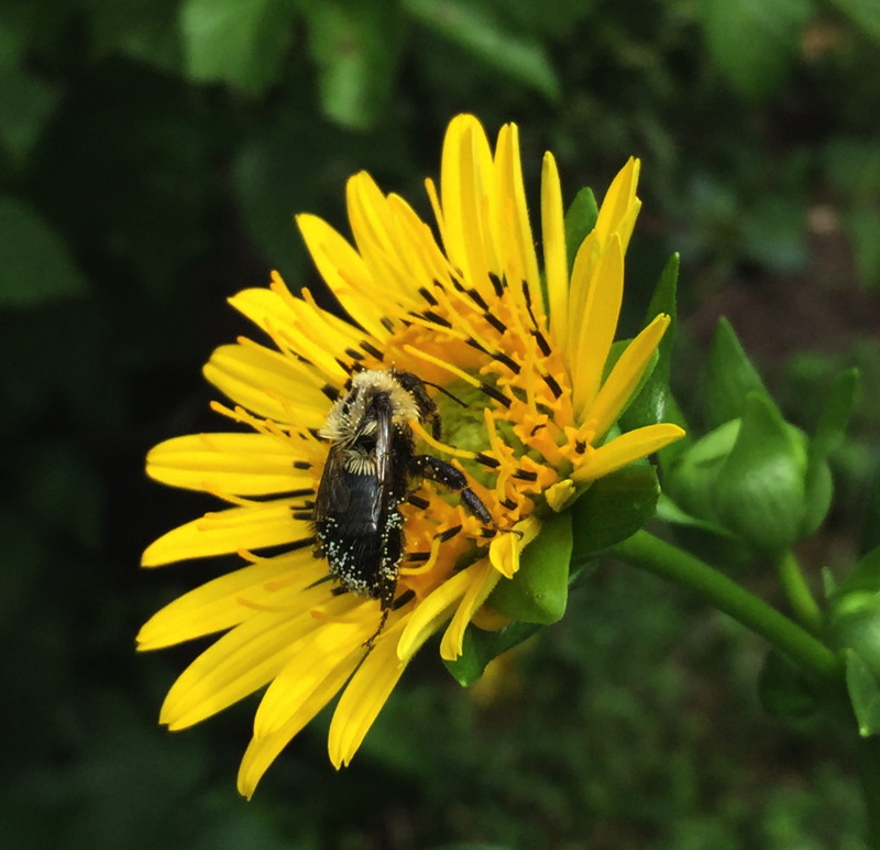 Pollen collects on the forked hairs of native bees as they move from flower to flower. Photo © Elaine Mills