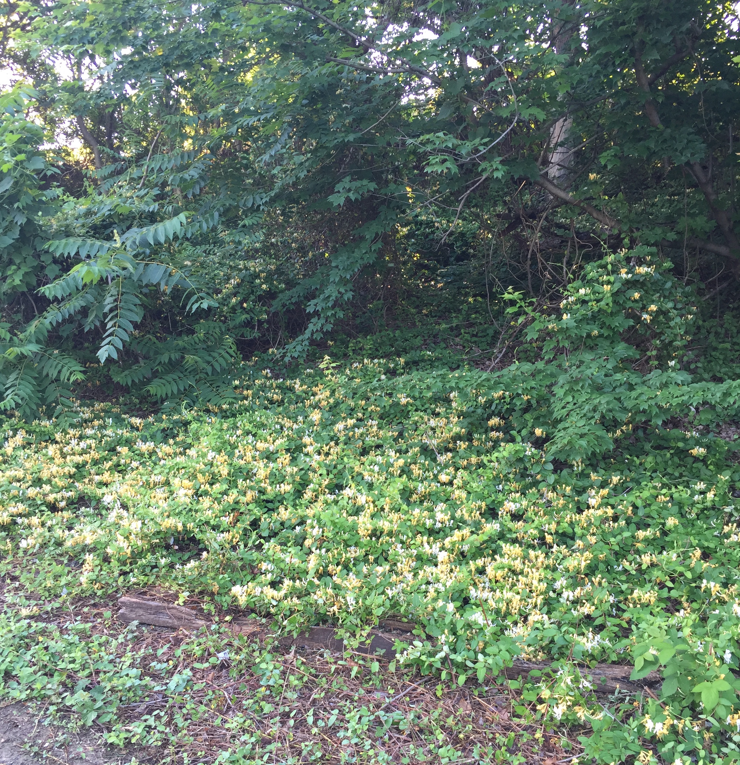 Lonicera japonica (Japanese honeysuckle) near Washington Boulevard, Arlington, Virginia. Photo © 2016 Elaine L. Mills