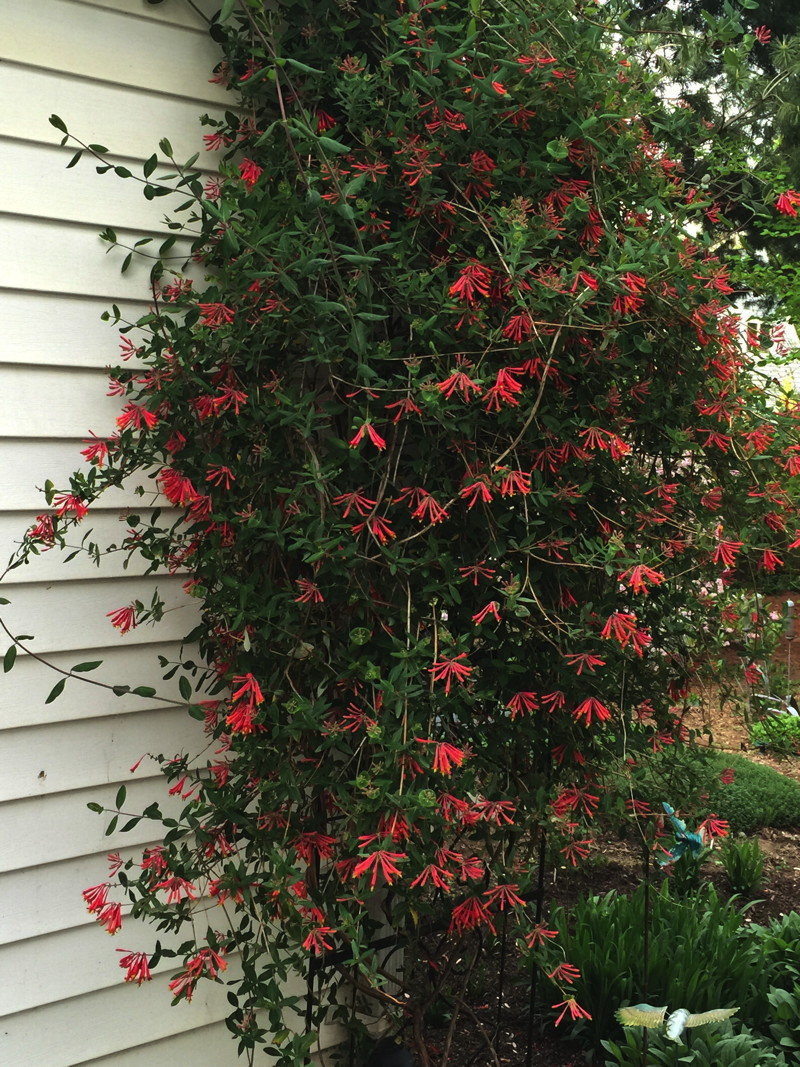 Using vines such as Lonicera sempervirens can save space in smaller gardens.